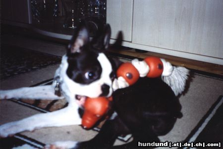 Boston Terrier Hunde Foto 11996 Boston Terrier Flo ist auf den Hund gekommen
