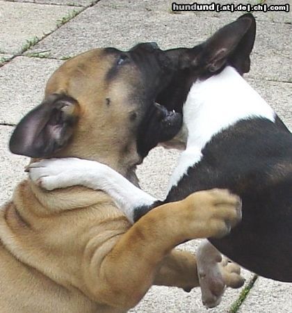Boston Terrier Hunde Foto 20575 Boston Terrier Freunde beimSpiel