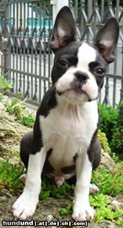 Boston Terrier Hunde Foto 13790 Boston Terrier An mir kommt keiner vorbei