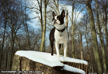 Boston Terrier Hunde Foto 45481 Boston Terrier Flo ( Fabiola of King´s Castle )