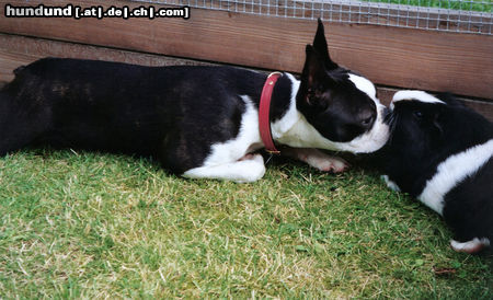 Boston Terrier Flo ( Fabiola of King´s Castle )