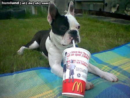 Boston Terrier Hunde Foto 22472 Boston Terrier Beat schmeckts