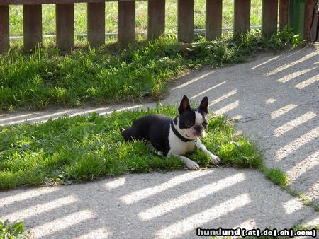 Boston Terrier Hunde Foto 3875 Boston Terrier ROCKY der reinrassige Italiener