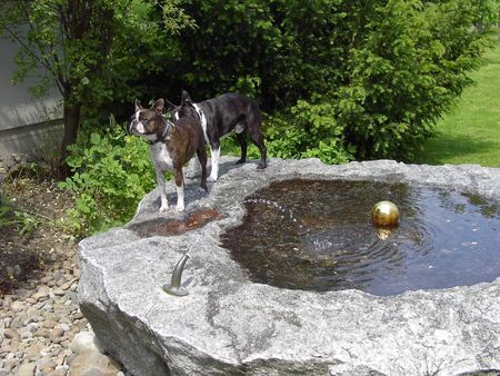 Boston Terrier Hunde Foto 32722 in höherer Auflösung ansehen Boston Terrier Mama Gipsy zu Besuch bei Sohn Toni in der Schweiz
