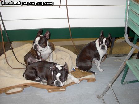 Boston Terrier Hunde Foto 19422 Boston Terrier IHA Graz - Bakiro (BOB), Aramis u. Akira