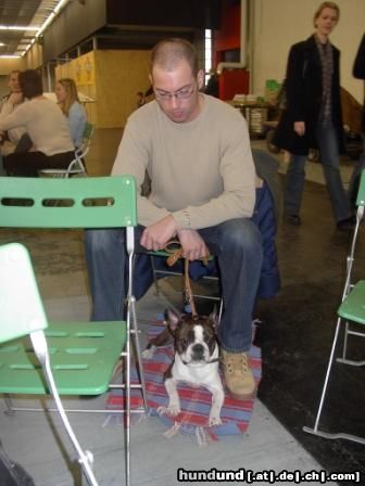 Boston Terrier Hunde Foto 19424 Boston Terrier IHA Graz - Snoopy (V1, JB)