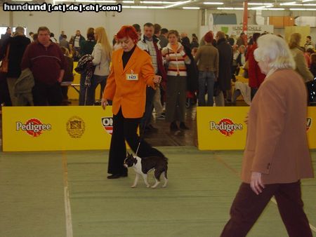 Boston Terrier Hunde Foto 19426 Boston Terrier IHA Graz - Jullia bei der Bewertung (V1, CACA,CACIB)