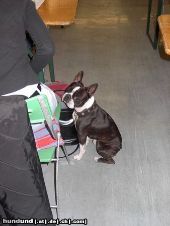 Boston Terrier Hunde Foto 19425 Boston Terrier IHA Graz - Bassty meint, das dauert heute schon sehr lange