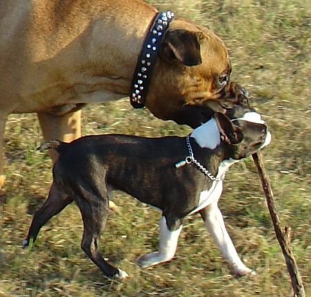 Boston Terrier Hunde Foto 34586 Boston Terrier Spiel und Spaß gibt es nur außerhalb des Ausstellungsrings.....
