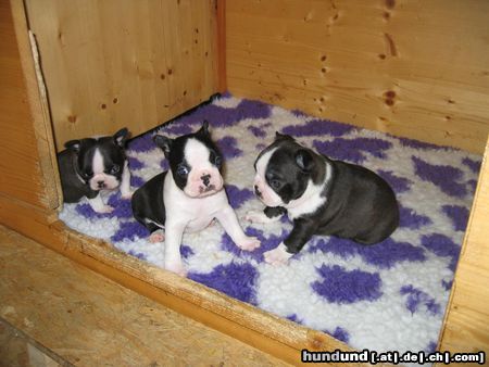 Boston Terrier Hunde Foto 23435 Boston Terrier H-Wurf v.d. Rottannen 4 Wo. alt