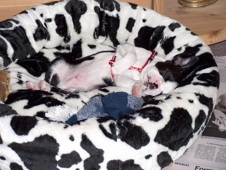 Boston Terrier Hunde Foto 30810 in höherer Auflösung ansehen Boston Terrier Alfons (Gerco)von Gräwig