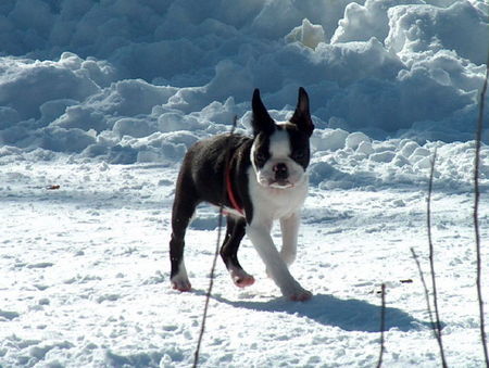 Boston Terrier Hunde Foto 30809 in höherer Auflösung ansehen Boston Terrier Alfons (Gerco)von Gräwig