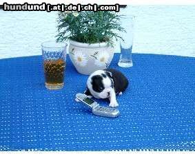 Boston Terrier Hunde Foto 4418 Boston Terrier HENRY im Alter von 3 Wochen