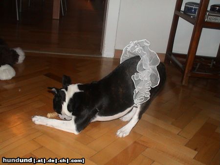 Boston Terrier Hunde Foto 12224 Boston Terrier Henry Oranjelust v.Hengstbachtal