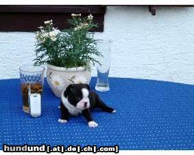 Boston Terrier Hunde Foto 4417 Boston Terrier Ich heiße HERKULES und bin 3 Wochen jung