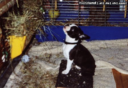 Boston Terrier Hunde Foto 11994 Boston Terrier Fabiola mit 14 Wochen