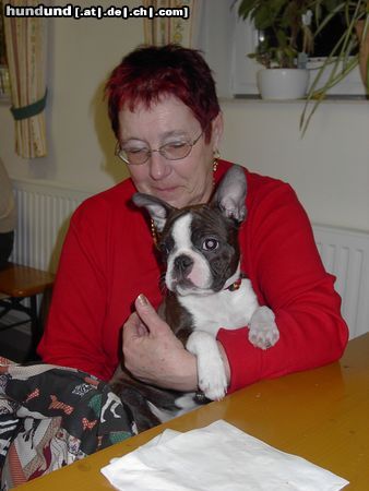 Boston Terrier Hunde Foto 9635 Boston Terrier Amber, mit Frauerl beim Heurigen