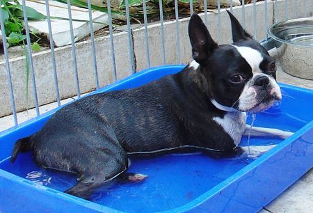 Boston Terrier Hunde Foto 34574 Boston Terrier Toller Sommer 2006