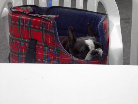 Boston Terrier Hunde Foto 34438 in höherer Auflösung ansehen Boston Terrier Shirley macht es sich gemütlich bei der BSA Tulln