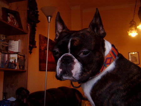 Boston Terrier Hunde Foto 35576 in höherer Auflösung ansehen Boston Terrier Gonzo=Mr.X 006