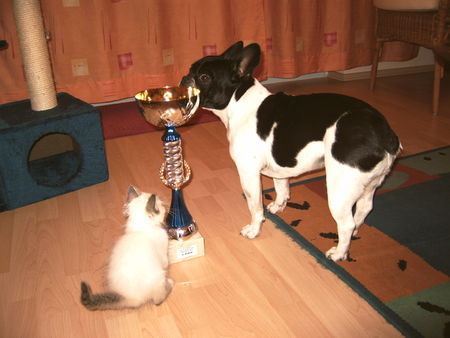 Boston Terrier Hunde Foto 32864 in höherer Auflösung ansehen Boston Terrier bosti-bully-mix
