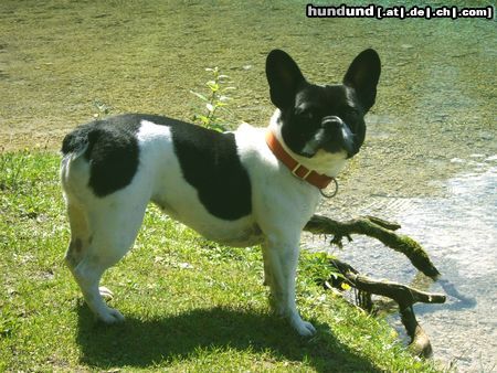 Boston Terrier Hunde Foto 24841 in höherer Auflösung ansehen Boston Terrier