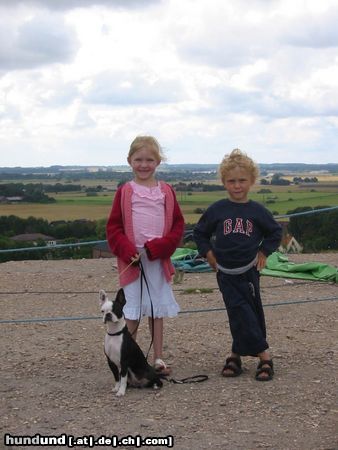 Boston Terrier Hunde Foto 17483 in höherer Auflösung ansehen Boston Terrier Olga mit den Kindern in Schweden