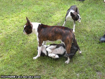 Boston Terrier Hunde Foto 21789 Boston Terrier Snoopy will immer der Größte sein !?!?