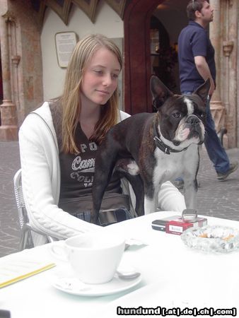 Boston Terrier Hunde Foto 21788 Boston Terrier Toni vor dem Goldenen Dachl in Innsbruck