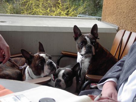 Boston Terrier Hunde Foto 31111 Boston Terrier Snoopy, Nelly und Gipsy genießen die Sonne Tirols