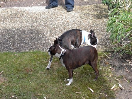 Boston Terrier Hunde Foto 31112 Boston Terrier Shirley und Madison in Tirol, wir kennen uns doch schon!