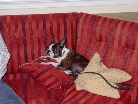 Boston Terrier Hunde Foto 31114 Boston Terrier Nelly ist traurig, weil das Bossie Treffen zu Ende ist