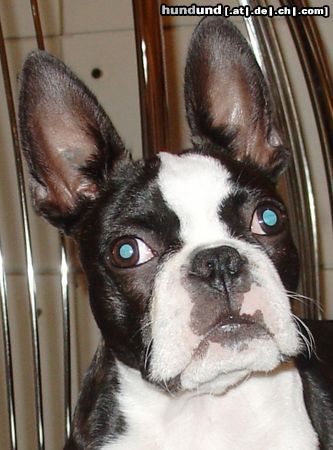 Boston Terrier Hunde Foto 14747 Boston Terrier Was guggst Du?