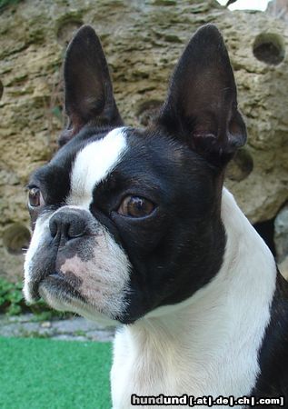 Boston Terrier Hunde Foto 25196 Boston Terrier Gwynn od Pulnocniho slunce am 3.9.2005