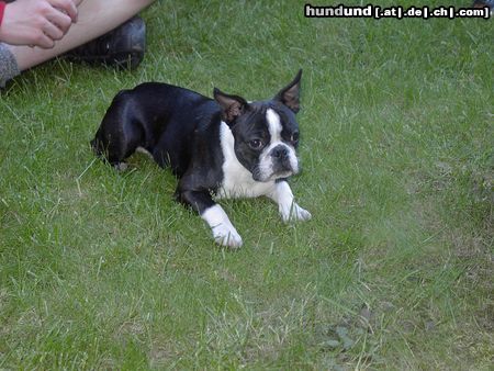 Boston Terrier Hunde Foto 11834 Boston Terrier