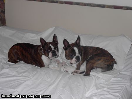 Boston Terrier Hunde Foto 11837 Boston Terrier Gipsy u. Snoopy im Hotel Jenbacherhof