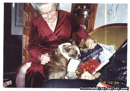 Boston Terrier Hunde Foto 18508 Boston Terrier Mein Frauerl und ich haben viele Geschenke bekommen