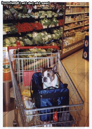 Boston Terrier Hunde Foto 18505 Boston Terrier ....so kalorienarm muss es nicht unbedingt sein!