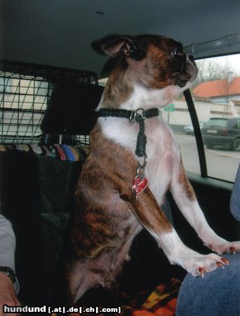 Boston Terrier Hunde Foto 16662 in höherer Auflösung ansehen Boston Terrier Maxi auf der Fahrt ins Paradies