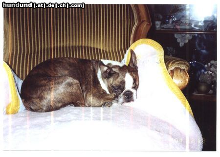 Boston Terrier Hunde Foto 18507 in höherer Auflösung ansehen Boston Terrier Maxi hat sich das noble Plätzchen wohl verdient, oder?