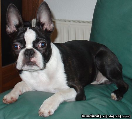 Boston Terrier Hunde Foto 17383 Boston Terrier Der Lehnenhund