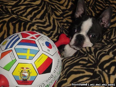 Boston Terrier Hunde Foto 17265 Boston Terrier Napoleon
