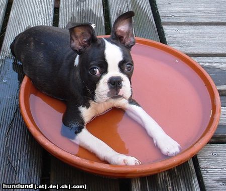 Boston Terrier Hunde Foto 13789 Boston Terrier Bin schneller gewachsen als mein Pool