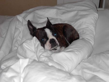 Boston Terrier Hunde Foto 32718 in höherer Auflösung ansehen Boston Terrier Nelly im Bräuhotel in Lindau