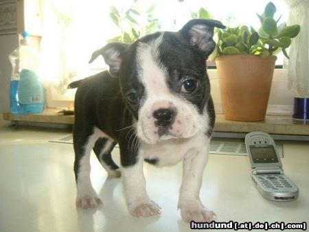 Boston Terrier Nena, 7 Wochen jung