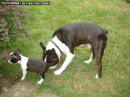 Boston Terrier Hunde Foto 14725 Boston Terrier Papa Basil mit Tochter Nena