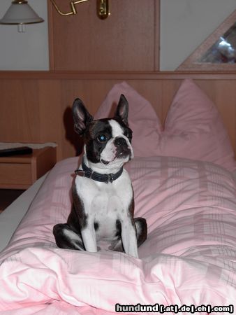 Boston Terrier Hunde Foto 24158 Boston Terrier Nelly macht es sich im Hotel gemütlich