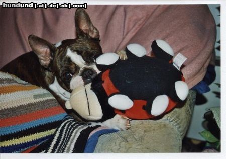 Boston Terrier Hunde Foto 4036 Boston Terrier Olivier v.d.Birkenheide und der kleine Marienkäfer