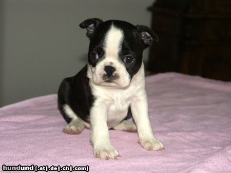 Boston Terrier Hunde Foto 22201 in höherer Auflösung ansehen Boston Terrier 5 Wochen alter Welpe