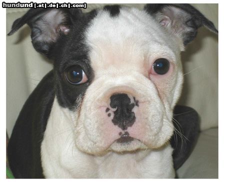 Boston Terrier Hunde Foto 26741 in höherer Auflösung ansehen Boston Terrier Mein kleiner Sonnenschein